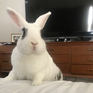 Meet your Posher, Luna